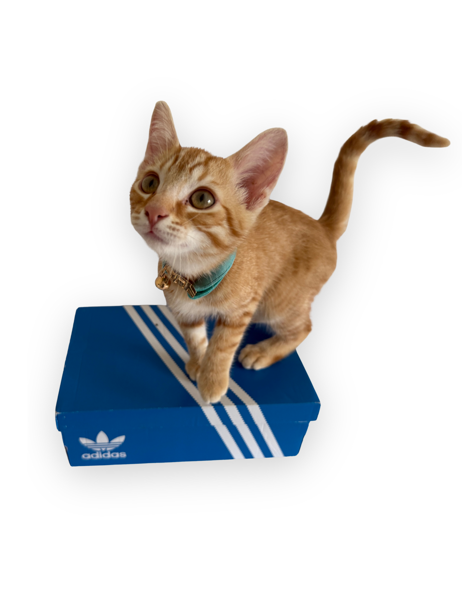 Adidas Gazelle Indoor - Vert Olive / Blanc